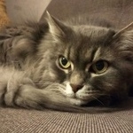 Подробнее об объявлении «Пропала кошка Москва» Фото: пропала кошка  «Пропала кошка Москва» в г. Москва