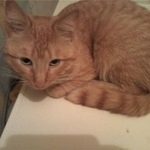 Подробнее об объявлении «Пропал кот район нагатино Москва» Фото: пропала кошка  «Пропал кот район нагатино Москва» в г. Москва