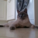 Подробнее об объявлении «Пропал кот вознагрождение Москва» Фото: пропала кошка  «Пропал кот вознагрождение Москва» в г. Москва