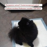 Подробнее об объявлении «Пропала собака кобель черный шпиц в районе подолино Солнечногорск» Фото: пропала собака Японский шпиц «Пропала собака кобель черный шпиц в районе...» в г. Солнечногорск