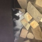 Подробнее об объявлении «Найдена кошка прошу помощи   Можайск» Фото: найдена кошка  «Найдена кошка прошу помощи   Можайск» в г. Можайск