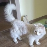 Подробнее об объявлении «Чехов Пропал кот белый кот» Фото: пропала кошка  «Чехов Пропал кот белый кот» в г. Чехов