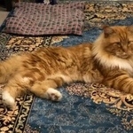 Подробнее об объявлении «Чехов Пропал кот» Фото: пропала кошка Мейн-кун «Чехов Пропал кот» в г. Чехов