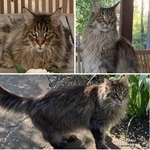 Подробнее об объявлении «Пропал кот продолжаем поиски Москва» Фото: пропала кошка Мейн-кун «Пропал кот продолжаем поиски Москва» в г. Москва