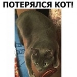 Подробнее об объявлении «Пропал кот тимон Москва» Фото: пропала кошка Русская голубая «Пропал кот тимон Москва» в г. Москва