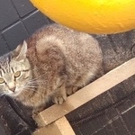 Подробнее об объявлении «Москва Найдена кошка» Фото: найдена кошка  «Москва Найдена кошка» в г. Москва