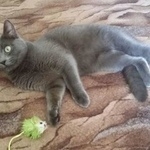 Подробнее об объявлении «Пропал кот Москва» Фото: пропала кошка Русская голубая «Пропал кот Москва» в г. Москва