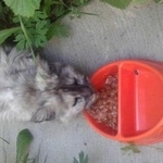 Подробнее об объявлении «Найдена кошка Белоярский (Свердловская обл.)» Фото: найдена кошка  «Найдена кошка Белоярский (Свердловская обл.)» в г. Белоярский (Свердловская обл.)