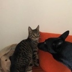 Подробнее об объявлении «Москва Найдена кошка» Фото: найдена кошка  «Москва Найдена кошка» в г. Москва