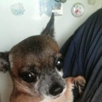 Подробнее об объявлении «Пропала собака Дзержинск» Фото: пропала собака Чихуахуа «Пропала собака Дзержинск» в г. Дзержинск