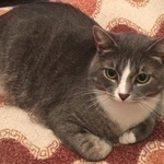 Подробнее об объявлении «Пропал кот Москва» Фото: пропала кошка  «Пропал кот Москва» в г. Москва