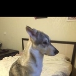 Подробнее об объявлении «Пропала собака убежала в посёлке шапки, тосненский рай Санкт-Петербург» Фото: пропала собака  «Пропала собака убежала в посёлке шапки,...» в г. Санкт-Петербург