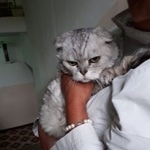 Подробнее об объявлении «Москва Найдена кошка» Фото: найдена кошка  «Москва Найдена кошка» в г. Москва