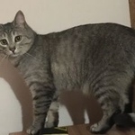 Подробнее об объявлении «Пропала кошка Нижний Новгород» Фото: пропала кошка  «Пропала кошка Нижний Новгород» в г. Нижний Новгород