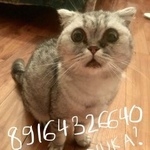 Подробнее об объявлении «Москва Найдена кошка глазастая кошка» Фото: найдена кошка Скоттиш фолд (шотландская вислоухая) «Москва Найдена кошка глазастая кошка» в г. Москва