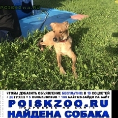 Подробнее об объявлении «Найдена собака в районе кратово, д. хрипань, поповка Раменское» Фото: найдена собака  «Найдена собака в районе кратово, д. хрипань,...» в г. Раменское