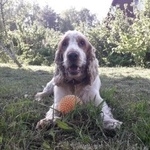 Подробнее об объявлении «Пропала собака кобель спаниель бело-рыжий кобель Орехово-Зуево» Фото: пропала собака Английский кокер-спаниель «Пропала собака кобель спаниель бело-рыжий...» в г. Орехово-Зуево