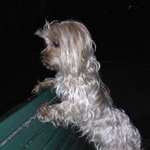 Подробнее об объявлении «Пропала собака кобель Можайск» Фото: пропала собака Йоркширский терьер «Пропала собака кобель Можайск» в г. Можайск