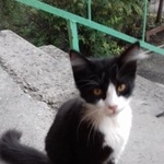 Подробнее об объявлении «Найдена кошка котёнок черно-белый Ростов-на-Дону» Фото: найдена кошка  «Найдена кошка котёнок черно-белый Ростов-на-Дону» в г. Ростов-на-Дону