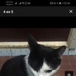 Подробнее об объявлении «Пропал кот чертаново Москва» Фото: пропала кошка  «Пропал кот чертаново Москва» в г. Москва