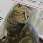 Подробнее об объявлении «Пропал котёнок Ставрополь» Фото: пропала кошка  «Пропал котёнок Ставрополь» в г. Ставрополь