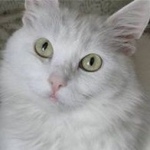 Подробнее об объявлении «Пропала кошка Москва» Фото: пропала кошка  «Пропала кошка Москва» в г. Москва