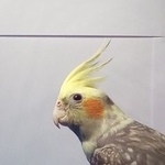 Подробнее об объявлении «Челябинск Пропал попугай породы карелла» Фото: пропало другое животное  «Челябинск Пропал попугай породы карелла» в г. Челябинск