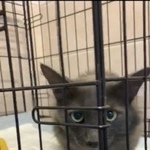 Подробнее об объявлении «Казань Найден кот похож на мейн куна» Фото: найдена кошка  «Казань Найден кот похож на мейн куна» в г. Казань