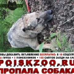 Подробнее об объявлении «Пропала собака убежала с передержки снт арена Раменское» Фото: пропала собака  «Пропала собака убежала с передержки снт арена...» в г. Раменское