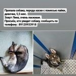 Подробнее об объявлении «Мегион Пропала собака» Фото: пропала собака Сибирская хаски «Мегион Пропала собака» в г. Мегион