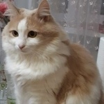 Подробнее об объявлении «Пропала кошка Энгельс» Фото: пропала кошка  «Пропала кошка Энгельс» в г. Энгельс