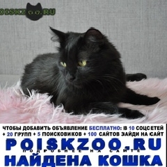 Подробнее об объявлении «Белгород Найдена кошка» Фото: найдена кошка  «Белгород Найдена кошка» в г. Белгород