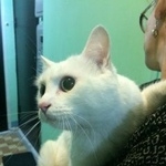 Подробнее об объявлении «Москва Найден кот огромный белый кот» Фото: найдена кошка  «Москва Найден кот огромный белый кот» в г. Москва