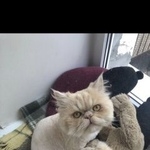Подробнее об объявлении «Пропала кошка персидский котик Санкт-Петербург» Фото: пропала кошка Персидская «Пропала кошка персидский котик Санкт-Петербург» в г. Санкт-Петербург