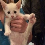 Подробнее об объявлении «Пропала кошка 6 месяцев  Москва» Фото: пропала кошка  «Пропала кошка 6 месяцев  Москва» в г. Москва