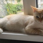 Подробнее об объявлении «Нижний Новгород Пропал кот» Фото: пропала кошка  «Нижний Новгород Пропал кот» в г. Нижний Новгород