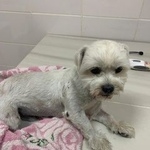 Подробнее об объявлении «Геленджик Найдена собака кобель на улиостровского, д 79» Фото: найдена собака Ши-тцу «Геленджик Найдена собака кобель на...» в г. Геленджик