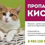 Подробнее об объявлении «Пропала кошка Тюмень» Фото: пропала кошка  «Пропала кошка Тюмень» в г. Тюмень