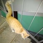 Подробнее об объявлении «Москва Найдена кошка рыжий кот» Фото: найдена кошка  «Москва Найдена кошка рыжий кот» в г. Москва