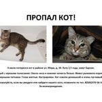 Подробнее об объявлении «Пропал кот Электросталь» Фото: пропала кошка  «Пропал кот Электросталь» в г. Электросталь
