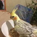 Подробнее об объявлении «Пропал попугай корелла Нижний Новгород» Фото: пропало другое животное  «Пропал попугай корелла Нижний Новгород» в г. Нижний Новгород