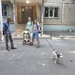 Подробнее об объявлении «Пропала собака Краснодар» Фото: пропала собака Фокстерьер «Пропала собака Краснодар» в г. Краснодар