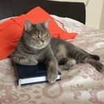 Подробнее об объявлении «Пропала кошка шотландка Бугульма» Фото: пропала кошка  «Пропала кошка шотландка Бугульма» в г. Бугульма