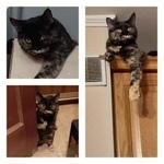 Подробнее об объявлении «Пропала кошка Москва» Фото: пропала кошка  «Пропала кошка Москва» в г. Москва