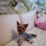 Подробнее об объявлении «Пропала собака кобель Сочи» Фото: пропала собака Йоркширский терьер «Пропала собака кобель Сочи» в г. Сочи