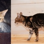 Подробнее об объявлении «Подольск Пропала кошка» Фото: пропала кошка Бенгальская «Подольск Пропала кошка» в г. Подольск