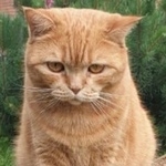 Подробнее об объявлении «Пропала кошка нашедшему – вознаграждение Москва» Фото: пропала кошка Британская короткошерстная «Пропала кошка нашедшему – вознаграждение Москва» в г. Москва