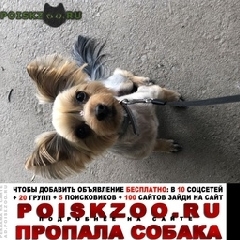Подробнее об объявлении «Пропала собака Самара» Фото: пропала собака Йоркширский терьер «Пропала собака Самара» в г. Самара