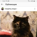 Подробнее об объявлении «Пропала кошка отзывается на кличку чика Ростов-на-Дону» Фото: пропала кошка  «Пропала кошка отзывается на кличку чика...» в г. Ростов-на-Дону