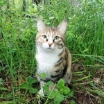 Подробнее об объявлении «Пропала кошка Красноярск» Фото: пропала кошка  «Пропала кошка Красноярск» в г. Красноярск
